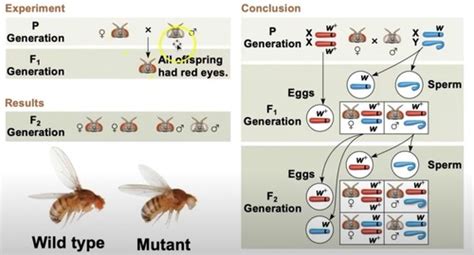 Bio Chapter 15 -> Chromosomal Basis of Inheritance Flashcards | Quizlet