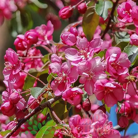 Яблоня Недзвецкого сорта (64 фото) - фото - картинки и рисунки: скачать ...