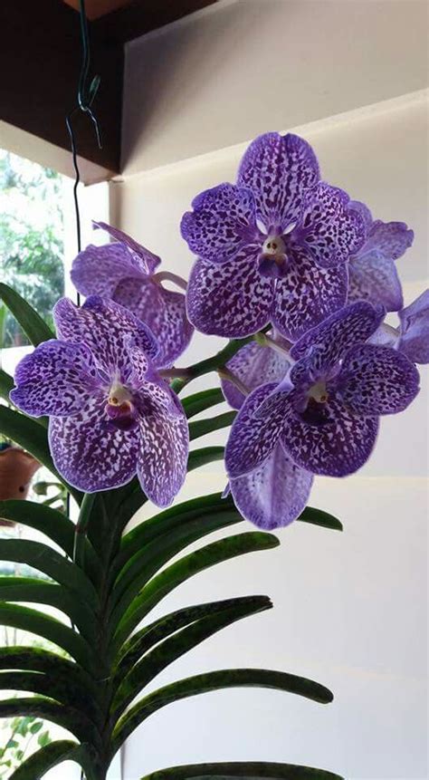 Vanda Orchids Artofit