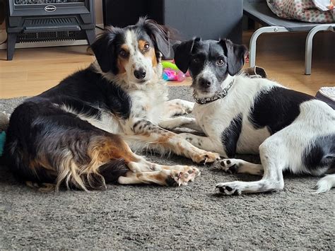 Phoenix Dog Training Club... - Phoenix Dog Training Club