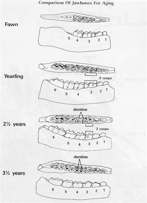 Aging Whitetail Deer By Their Teeth Wildlife Management Pro