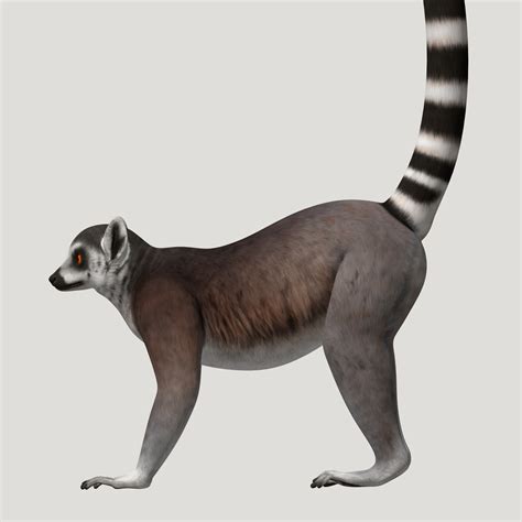 3d Lemur Model