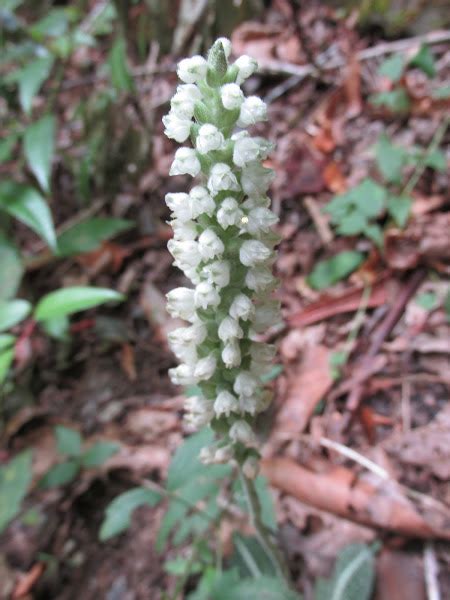 Rattlesnake Plantain Project Noah