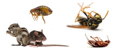 pest control  bedford euless irving grapevine southlake