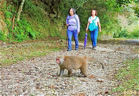 花蓮佐倉步道 獼猴成群擋道 嚇壞登山客 自由電子報 Line Today