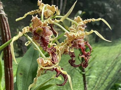 This Flower In Fiji Called The ‘octopus Orchid Rmildlyinteresting