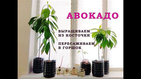 Выращиваем дерево авокадо из косточки и пересаживаем в горшок - YouTube