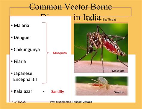 vector borne diseasespptx