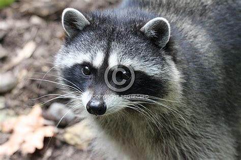 Raccoon Portrait Wildlife Reference Photos For Artists