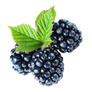 Саженцы ежевики купить в Москве в интернет-магазине