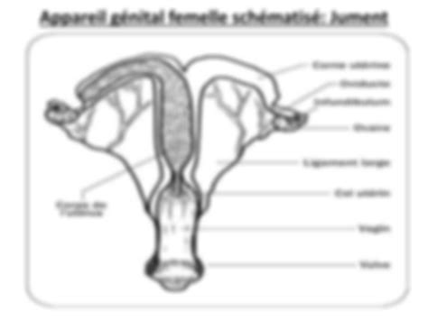 Solution Appareil Genital Femelle Placenta Studypool