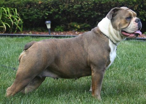 Olde English Bulldogge Dog Breed Standards