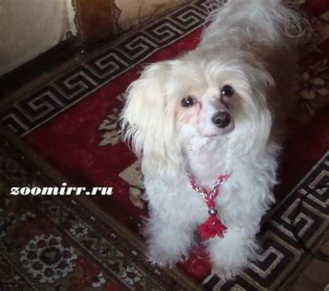 Обереги для собак | ЗООМИР