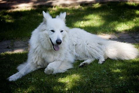 Are White German Shepherds Purebred Get The Facts World Of Dogz