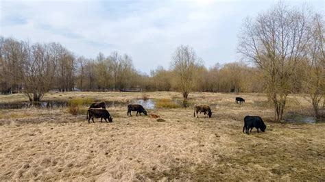 Wild Cows Naked Pasture Spring Cows Graze Wild Pasture Dry Stock Photo By Kalyanby 529030788