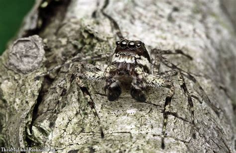 Malayan Tree Trunk Jumper Project Noah