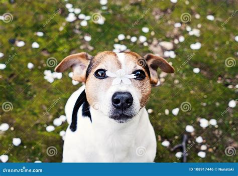 Dog Looking At Camera With Cherry Flower On Nose Stock Photo Image Of
