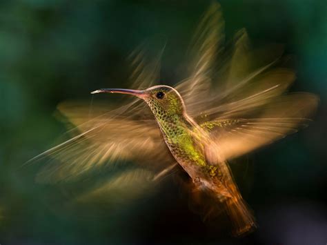 Kolibri Bird Photography Wildlife Photos Photo Showcase