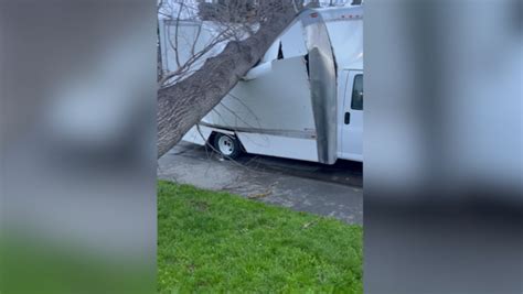 Northern California storm damage: Large trees toppled