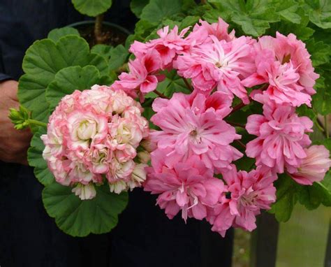 Сирин Пеларгония Фото – Telegraph