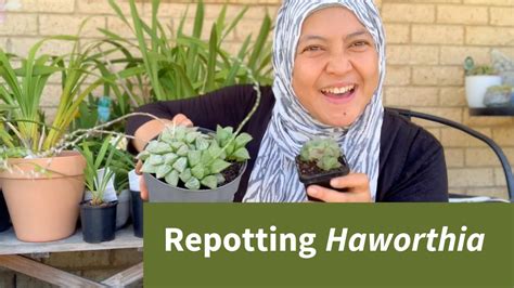 Kenapa Repotting Sukulen Haworthia Yang Baru Dibeli Dari Nursery Youtube