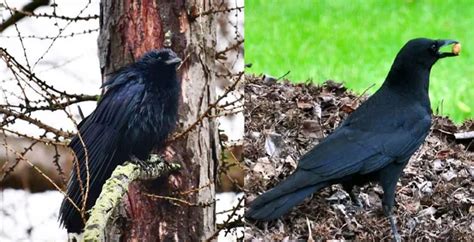 Fish Crow vs American Crow: How To Tell Them Apart - Bird Guidance