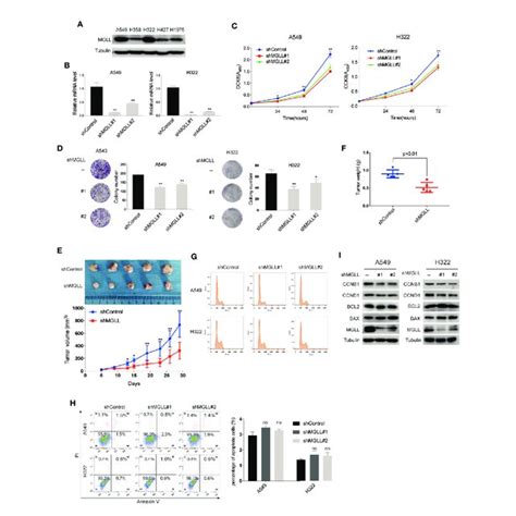 Knockdown Of Mgll Inhibits Migration And Invasion Of Luad Cells A