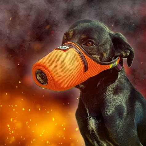 K9 Mask® N95 Air Filter Mask For Dogs In Smoke Ash Dust Tear Gas