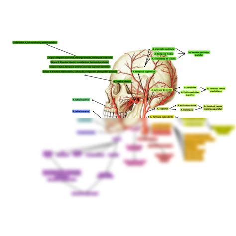 SOLUTION Angiología de cabeza y cuello ilustrado Studypool