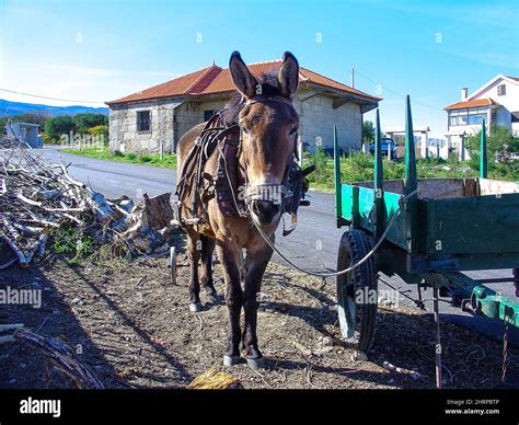 Mula de carga hi-res stock photography and images - Alamy