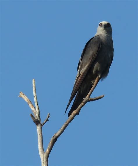 Mississippi Kite: Bird of the Week | Little Wild Streak