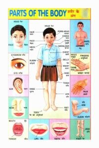 Human Body Part Name Chart Poster with Gloss Lamination Paper Print ...