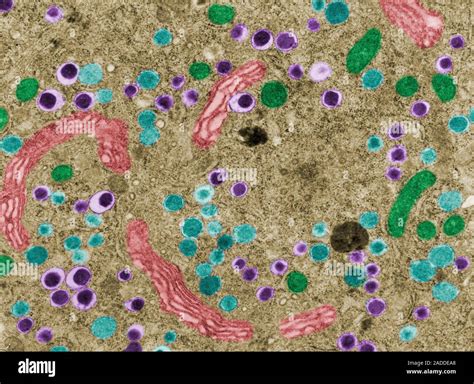 Coloured Transmission Electron Micrograph TEM Of The Cytoplasm Of A