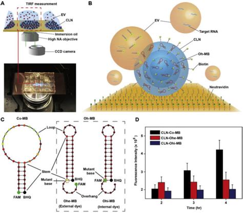 Detection of single-point mutation in extracellular vesicle-associated ...