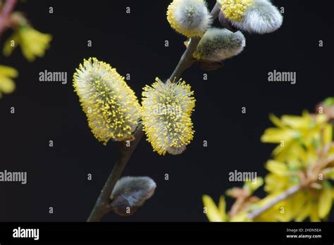 Pussy Willow Pussy Willows Stock Photo Alamy