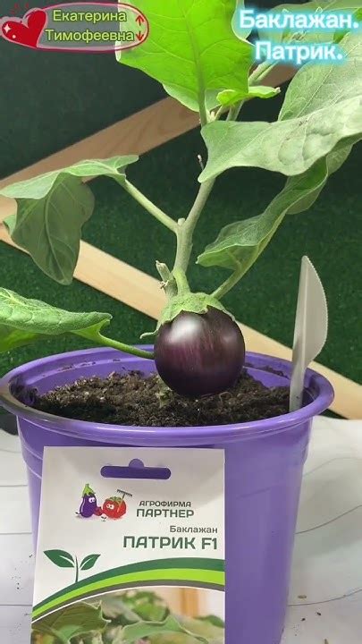 Баклажан Патрик от @SemenaPartner на 29.02.24 #партнер #баклажан # ...