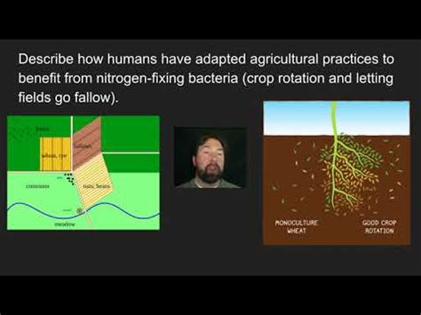 Honors Biology Video A Metabolism From Endosymbiosis Youtube