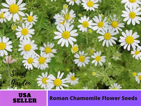 110 Seeds Roman Chamomile Seeds Perennial Authentic Seeds Flowers