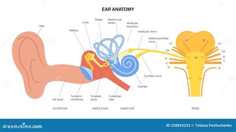 Vestibular Nerve Ear