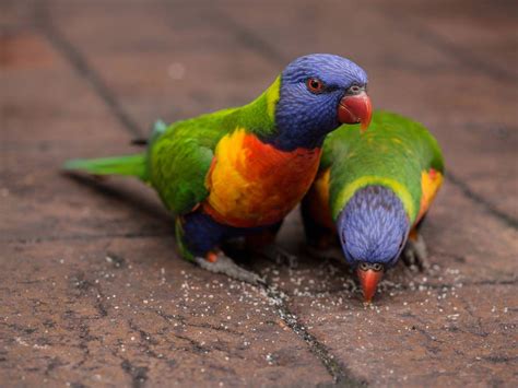 Goede Amateur Camera S CameraStuff Review