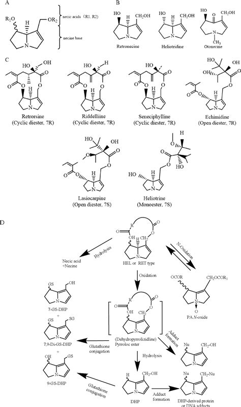 Figure 1 From Levels Toxic Effects And Risk Assessment Of Pyrrolizidine Alkaloids In Foods A