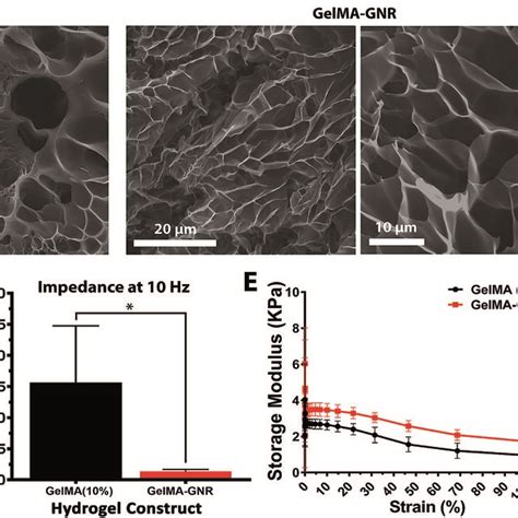 A Sem Micrographs Of Gelma And Gelmagnr Hydrogels Matrices At Download Scientific Diagram