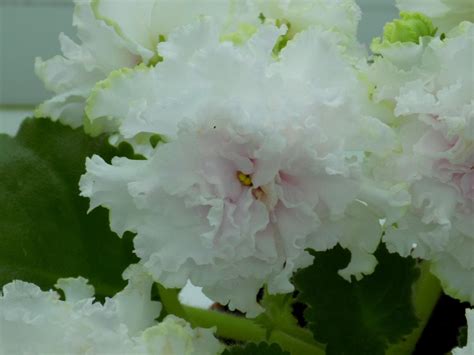 АВ-Экстаз - Fialki-Shop