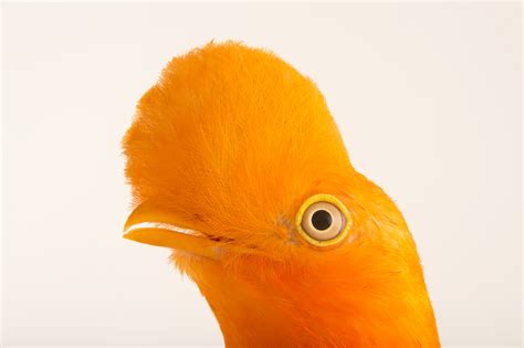 Bir057 00251 Joel Sartore