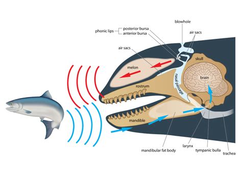Vessels Recommendations | Southern Resident Orca Recovery