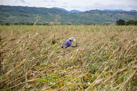 Florita Causes P36m Agri Damage In Ilocos Norte Abs Cbn News