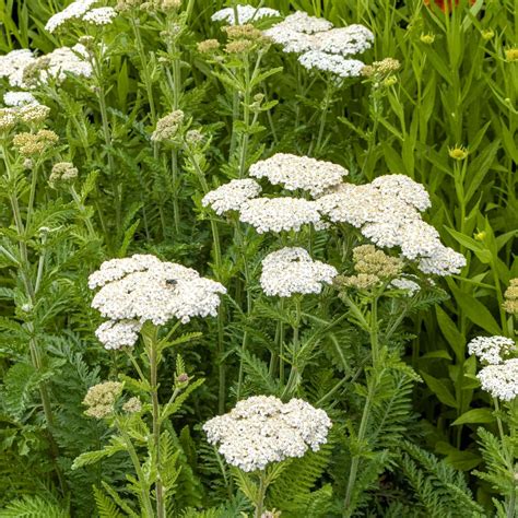 White Yarrow Plant White Yarrow Plant Joyful Butterfly