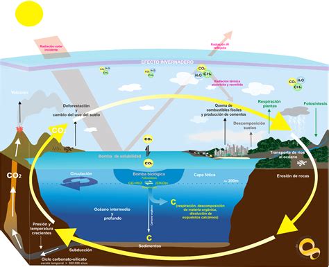 Ciclos Biogeoquímicos Las Clases De Víctor