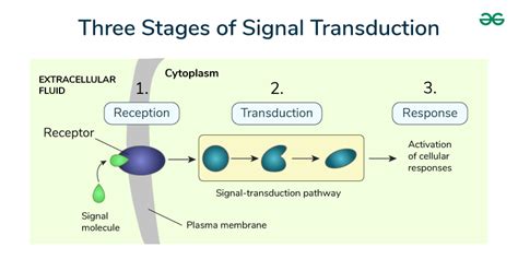 cell signaling geeksforgeeks