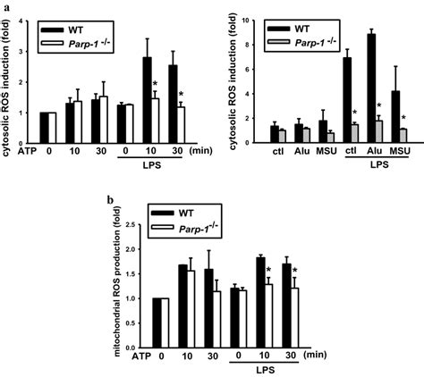 Parp Deficiency Decreases Ros Production A Wt And Parp Bmdm